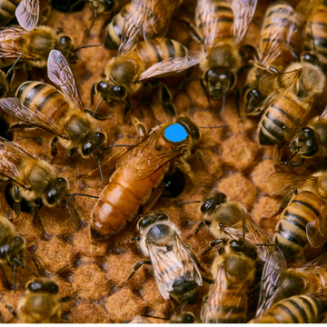2025 Marked Queen
