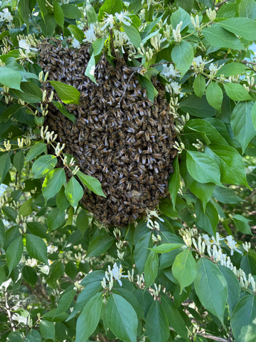 Free Bees!
